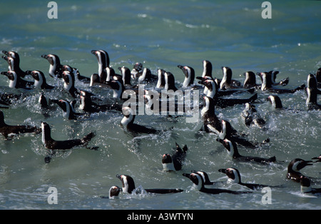 Pinguino africano Spheniscus demersus Boulders Beach di Città del Capo Sud Africa Foto Stock
