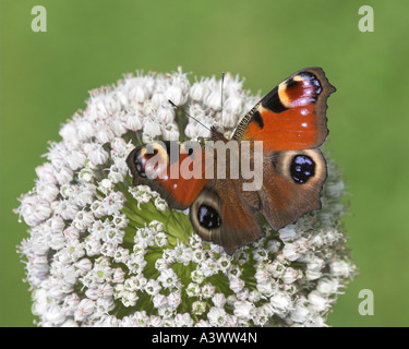 Farfalla pavone Inachis io su Allium spp fiore Inverness Shire Highland Scotland Regno Unito Foto Stock