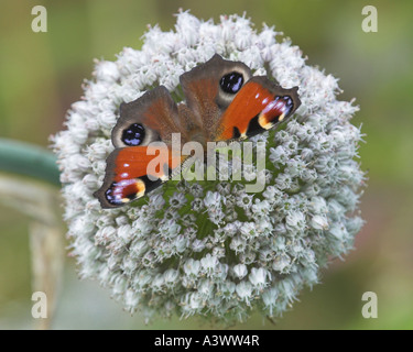 Farfalla pavone Inachis io su Allium spp fiore Inverness Shire Highland Scotland Regno Unito Foto Stock