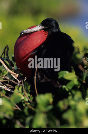 Magnifica Frigatebird (Fregata magnificens) maschio - Antigua West Indies - Maschio di corteggiamento Foto Stock