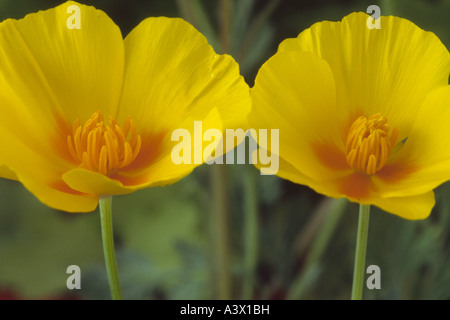 Eschscholzia maritima prostrata 'lacrime d'oro" (California papavero) Close up di due giallo e fiori d'arancio. Foto Stock