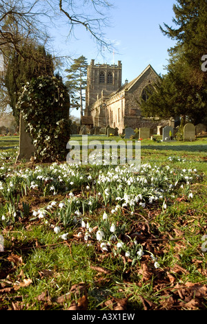 Bucaneve nel sagrato della chiesa di St. Mary, burford, Shropshire, Inghilterra. Foto Stock