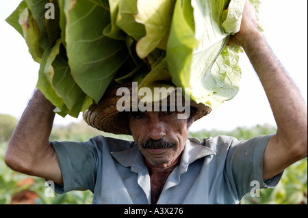 Un coltivatore di tabacco raccolti un raccolto di foglie, Vinales Valley, Pinar del Rio provincia, Cuba West Indies. Foto Stock