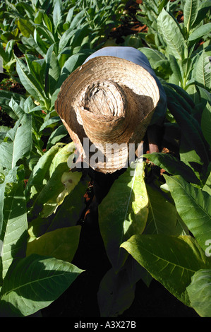 Un coltivatore di tabacco raccolti un raccolto di foglie, Vinales Valley, Pinar del Rio provincia, Cuba West Indies. Foto Stock