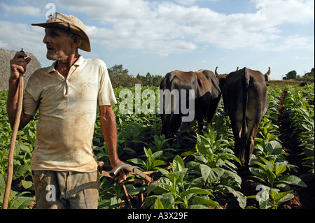 Un agricoltore del tabacco e il suo bue aratro il suo raccolto, Vinales Valley, Pinar del Rio provincia, Cuba, West Indies. Foto Stock