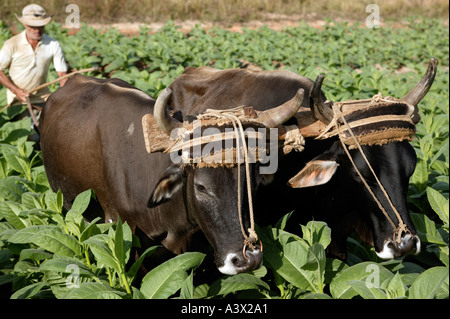 Un agricoltore del tabacco e il suo bue arare un campo in una fattoria, Vinales Valley, Pinar del Rio provincia, Cuba, West Indies. Foto Stock