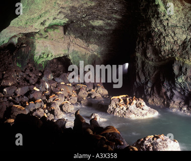 Porto e California Le foche grigie Sea Lion Grotte Oregon Foto Stock