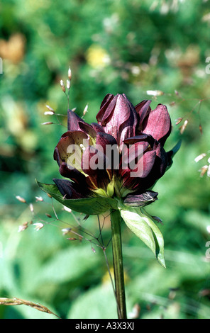 La botanica, Gentiana, Pannoniche Genziana, (Gentiana pannonica), fiori, Gentianaceae, Asteridae, Gentianales, fioritura, foglie a s Foto Stock