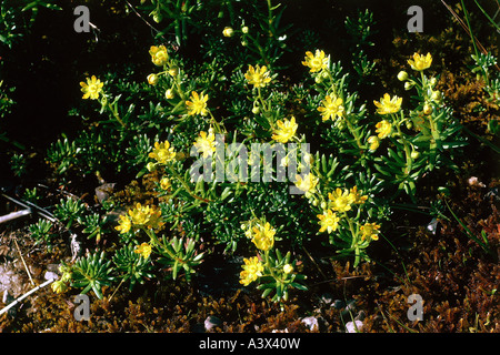 La botanica, Saxifraga, (Saxifraga), Sassifraga debole, (Saxifragaceae rivularis), fiori e boccioli, a sparare, in prato, crescendo, Rosi Foto Stock