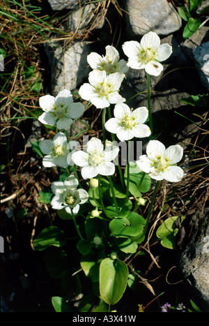 La botanica, l'erba del Parnaso, (Parnassia), l'erba palustre del Parnaso, (Parnassia palustris) nel prato, Saxifragaceae, palude, Rosid Foto Stock