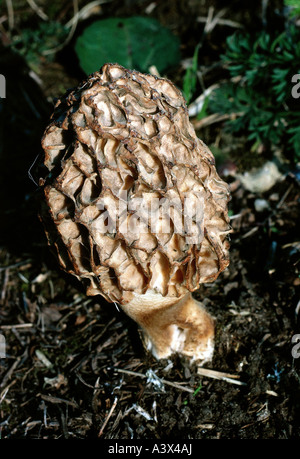 La botanica, funghi, morilles, (Morchella), Morel, (Morchella esculenta), su woodground, mangiabile, funghi commestibili, Morel, Morchella rotu Foto Stock