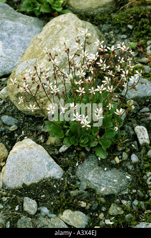 La botanica, Saxifraga, (Saxifraga), sassifraga stellata, (Saxifraga stellaris), sulle rocce, Rosidae, Rosales, fioritura, fioritura, stella, Foto Stock