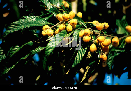 La botanica, nespola, (Mespilus germanica), frutti, in filiali, giallo sfumato, addolcire, crescendo, pendenti, frutta a nocciolo, Rosales, Rosa Foto Stock