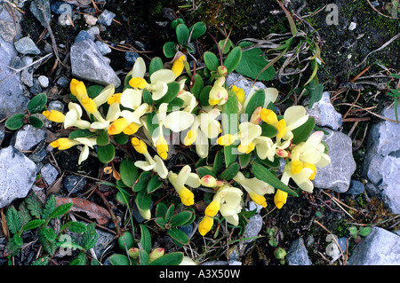 La botanica, milkwort, (Polygala) arbustivo Milkwort, (Polygala chamaebuxus), su pietre, snakeroot, fiorisce, blossom, giallo bloomin Foto Stock