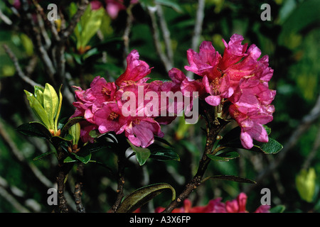 La botanica, rododendro, Hairy Alpen Rose, (Rhododendron hirsutum), Blossom Pink, close-up, fioritura, pietra rosa, rosa selvatica, Ericac Foto Stock