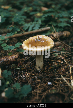 La botanica, funghi Hygrophorus, Hygrophorus discoideus, su woodground, funghi commestibili, mangiabile, funghi, Foto Stock