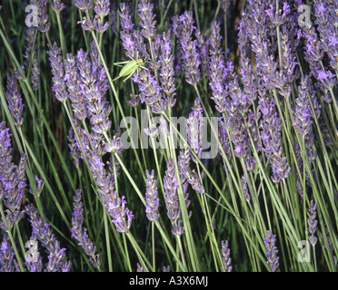 La botanica, comune Lavanda, (Lavendula angustifolia), campo di lavanda, dettaglio: lavanda, fioritura, Provenza, Francia, Europa grassho Foto Stock