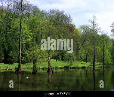 Geografia / viaggi, in Germania, in Renania settentrionale-Vestfalia, Dortmund, giardino / parchi, Rombergpark, lago, calvo cipressi, Europa, Reno Foto Stock