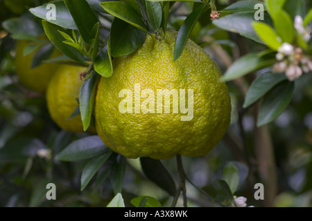 Citrus paradisi x Citrus reticulata Ugli Tangelo frutto su albero Foto Stock