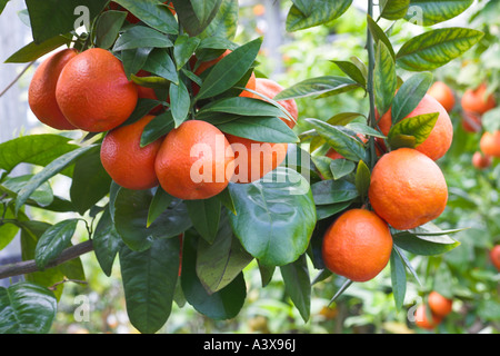 Citrus paradisi x Citrus reticulata Minneola tangelo frutto su albero Foto Stock