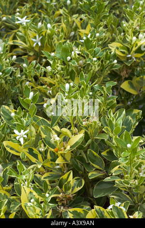 Citrus madurensis variegato Calamondin orange fiori e foglie Foto Stock