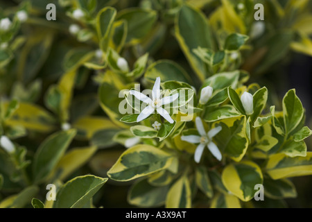 Citrus madurensis variegato Calamondin orange fiori e foglie Foto Stock