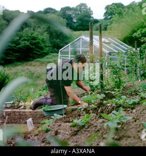 Uomo semina semi da piante di patata giardinaggio in veg patch In orto da serra maggio primavera Carmarthenshire Galles UK Foto Stock