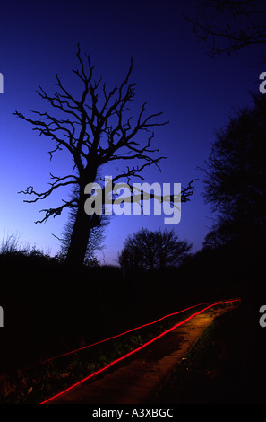 Albero morto e sentieri di luce al tramonto Foto Stock