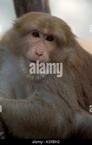 Assamese macaque, Assam macaco Himalayan macaco scimmia hill Macaca assamensis Foto Stock