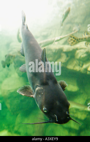 Blue Catfish Ictalurus furcatus In Bass Pro Shops pesce serbatoio Clarksville Indiana Foto Stock