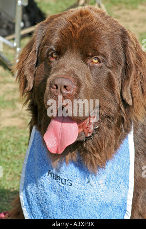 Cane di Terranova, con protezione di Bavaglino azzurro, in attesa di andare in show ring a zampe nel parco, Paddock Wood, Kent, Inghilterra Foto Stock