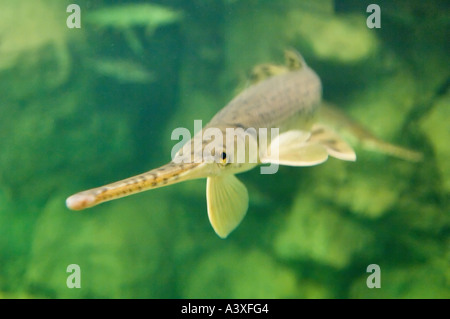 Longnose Gar Lepisosteus osseus In Bass Pro Shops pesce serbatoio Clarksville Indiana Foto Stock