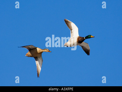 Mallard Duck maschio femmina Anas platyrhynchos battenti Foto Stock