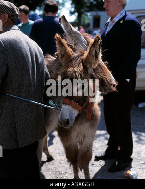 Famoso vecchio irish horse fair/vendite Foto Stock