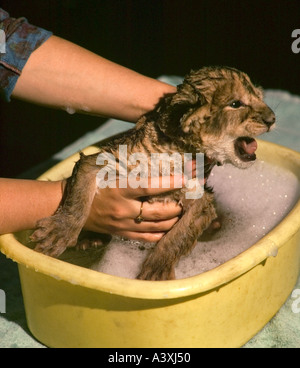 Lion cub essendo bagnata nel recipiente da cucina Foto Stock