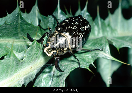Zoologia / animali, insetti coleotteri, pino, Chafer (Polyphylla fullo), sulla foglia, distribuzione: Centrale e del Sud Europa, Northe Foto Stock