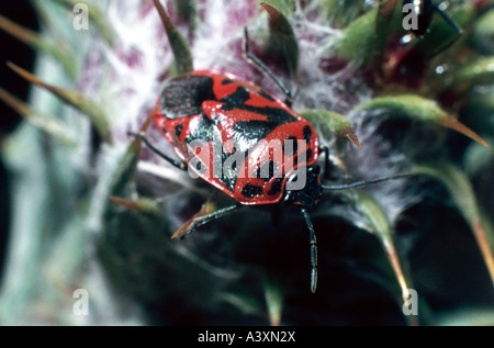 Zoologia / animali, insetti, bug, cavolo bug (Eurydema oleraceum), sul fiore di close-up, distribuzione: Europa, Asia, rosso, nero Foto Stock