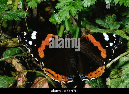 Zoologia / animali, insetti, farfalle, Red Admiral, (Vanessa Atalanta), a pianta, distribuzione: il Nord Africa, Europa, Asia, Foto Stock