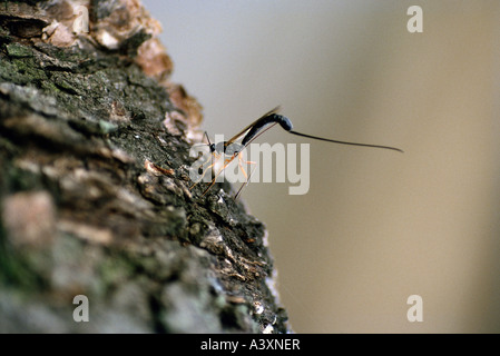 Zoologia / animali, insetti, vespe, Sabre Wasp, (Rhyssa persuasoria), femmina con ovipositor prima della deposizione delle uova in corteccia di albero, Luen Foto Stock