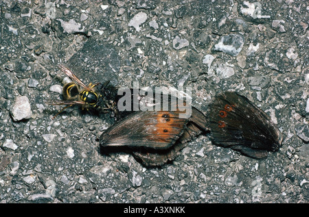 Zoologia / animali, insetti, vespe, Tedesco wasp, (Vespula germanica), con la preda (farfalla), distribuzione: Europa, Nord Afric Foto Stock