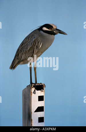 Zoologia / animali, uccelli / uccelli, giallo-incoronato Nitticora, (Nyctanassa violacea), seduti su una bacchetta dosatrice, Florida, distrib Foto Stock