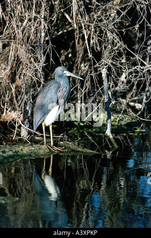 Zoologia / animali, uccelli / uccelli, Tricolore Heron, (Egretta tricolore), in piedi in acqua poco profonda, Everglades, Florida, distribu Foto Stock