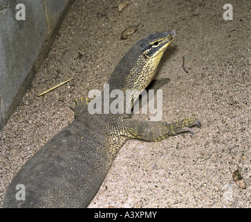 Zoologia / Animali, rettili, varani, sabbia, goanna (Varanus gouldii), distribuzione: Australia, Australian lizard, crawle Foto Stock