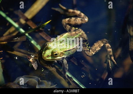 Zoologia / animali, anfibio, rane, piscina Rana, (Rana lessonae), piscina in acqua, distribuzione: Centrale- ed Europa orientale, f Foto Stock