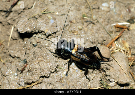 Zoologia / animali, insetti, cavallette, Campo Cricket, (Gryllus campestris), sulla massa di sabbia, distribuzione: meridionale e centrale di Eur Foto Stock