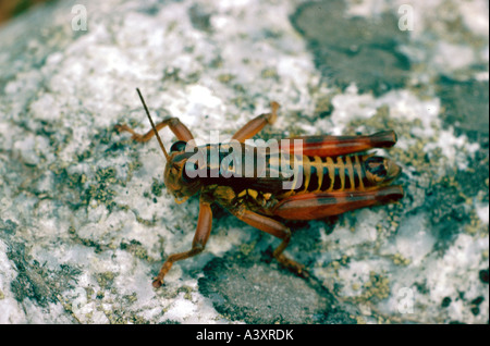 Zoologia / animali, insetti, cavallette, marrone cavalletta di montagna, (Podisma pedestris), su pietra, topshot, distribuzione: Europa, una Foto Stock