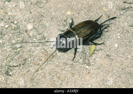 Zoologia / animali, insetti, cavallette, Campo Cricket, (Gryllus campestris), sul terreno di ghiaia, distribuzione: meridionali e centrali e Foto Stock