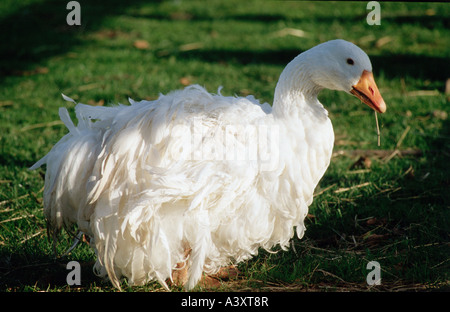 Zoologia / animali, uccelli / uccelli addomesticati, d'oca (Anser anser f. domestica), oca sul prato, distribuzione: in tutto il mondo, anim Foto Stock