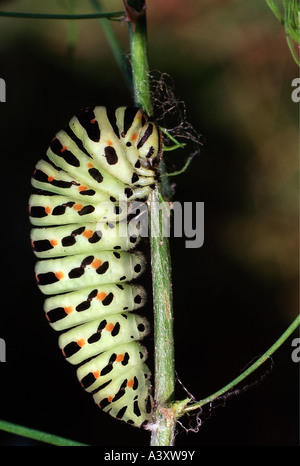 Zoologia / animali, insetti, farfalle, a coda di rondine, (Papilio machaon), sviluppo: caterpillar a stelo, distribuzione: Nord Foto Stock