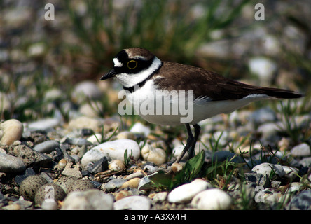 Zoologia / animali, uccelli / uccelli, la pavoncella, (Vanellus vanellus), in piedi di fronte a frizione, distribuzione: Europa, Cento Foto Stock